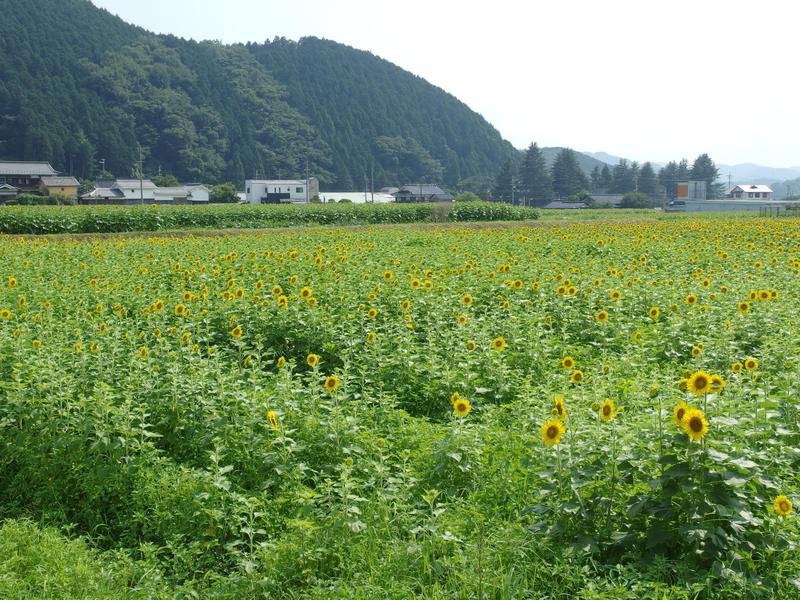 c0177576_14135234.jpg