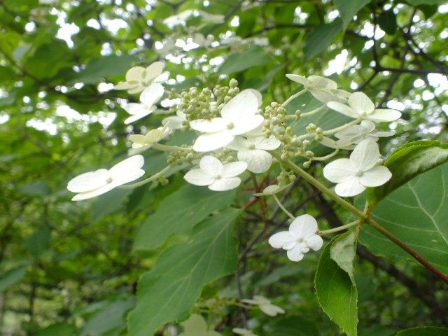 e0145782_13511432.jpg