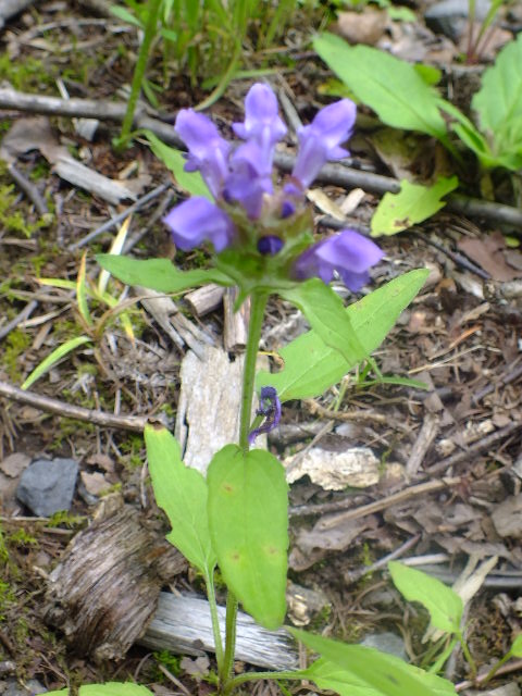 e0145782_13523547.jpg