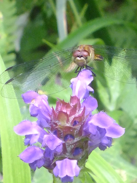e0145782_13531785.jpg
