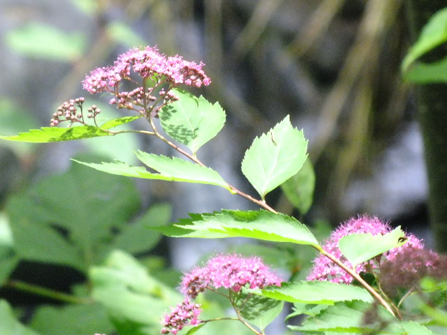 e0145782_13572116.jpg