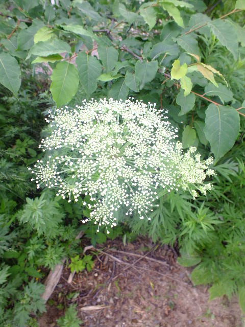 e0145782_1402840.jpg