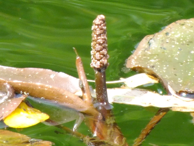 e0145782_1422023.jpg