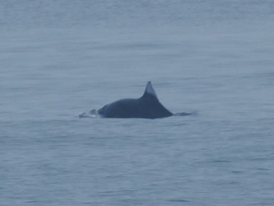 f0159390_8474883.jpg