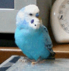 c0011300_21374185.gif