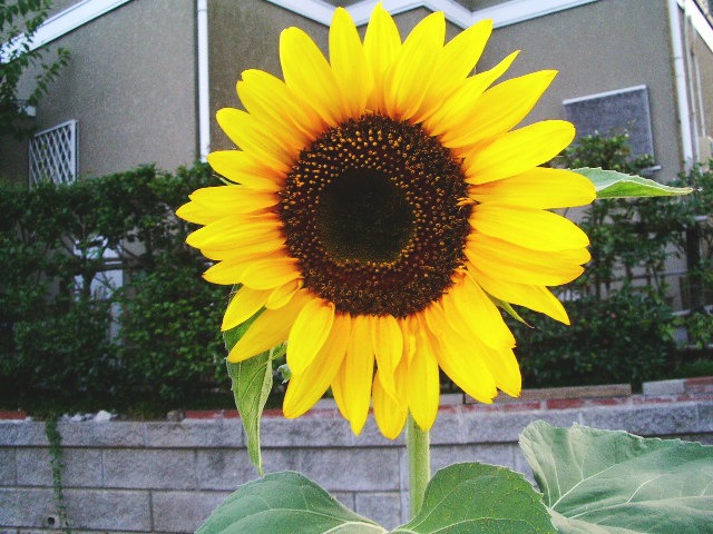 e0025300_12202849.jpg