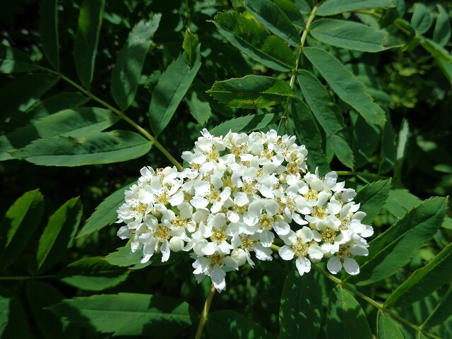 b0326303_00523299.jpg