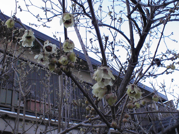a0019212_14505195.jpg