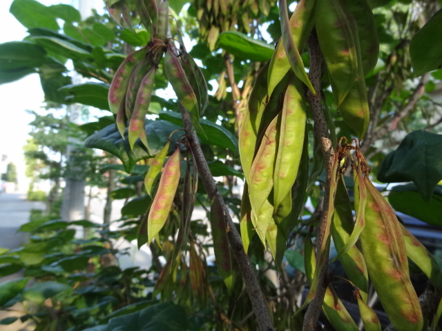e0016828_1251424.jpg