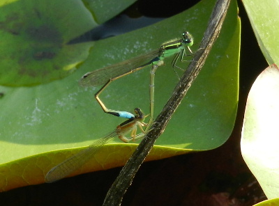 e0172950_20353269.jpg