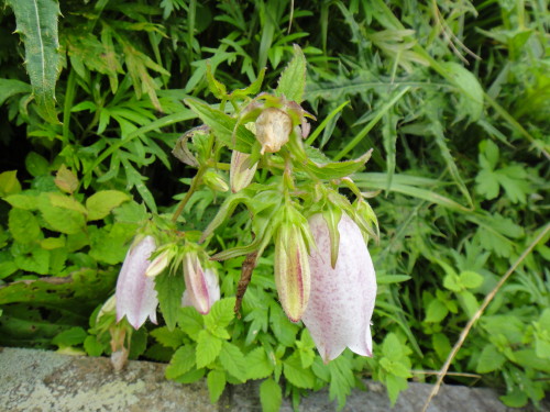 c0179351_204223100.jpg