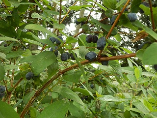 e0004756_2214519.jpg