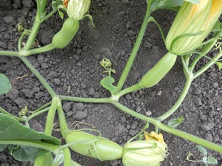 e0004756_22241378.jpg