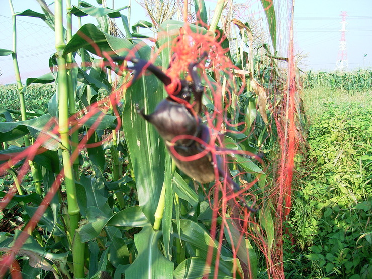 d0225575_824588.jpg