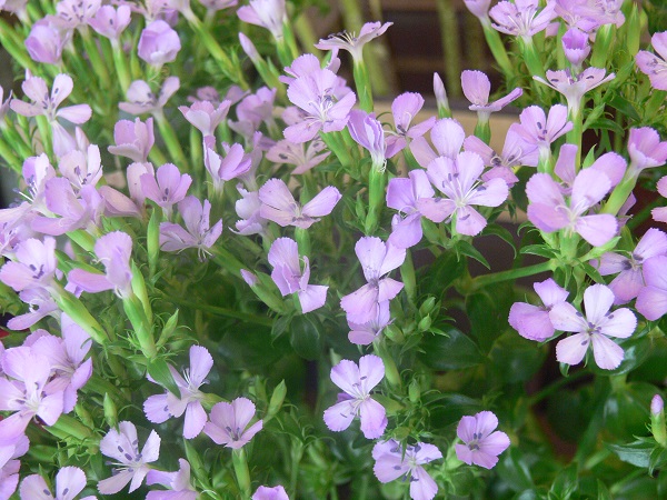 e0140986_103958.jpg