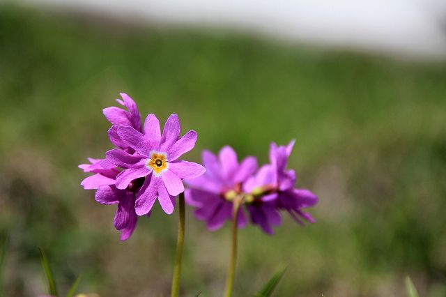 e0137200_1150520.jpg