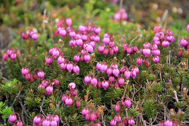 e0137200_1154105.jpg