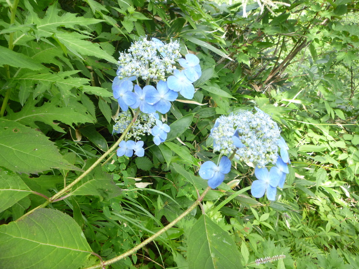 d0170615_11471142.jpg