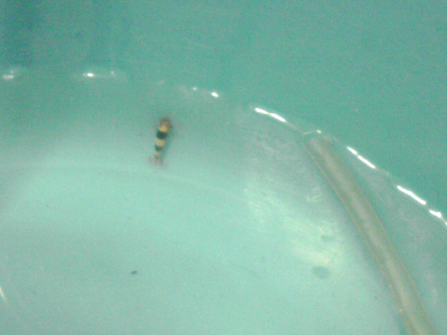 a0291521_12385524.jpg