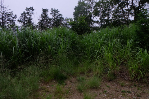 b0281732_2174348.jpg