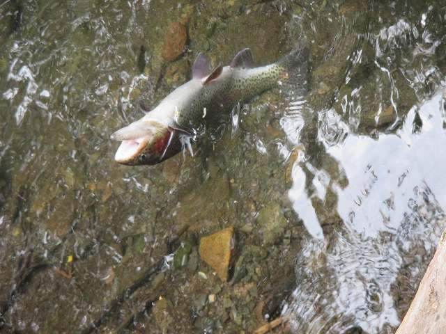 f0321433_11270322.jpg