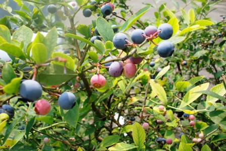f0212993_16453491.jpg