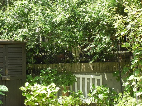 c0152002_18412914.jpg