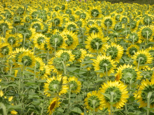 c0062511_22343729.jpg