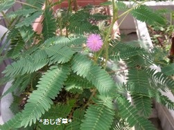 e0101035_17303441.jpg