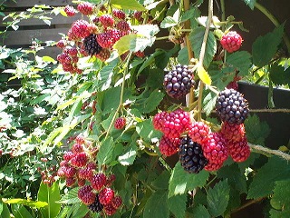 a0272241_1625327.jpg
