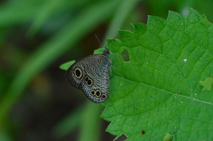 a0146442_8454726.jpg