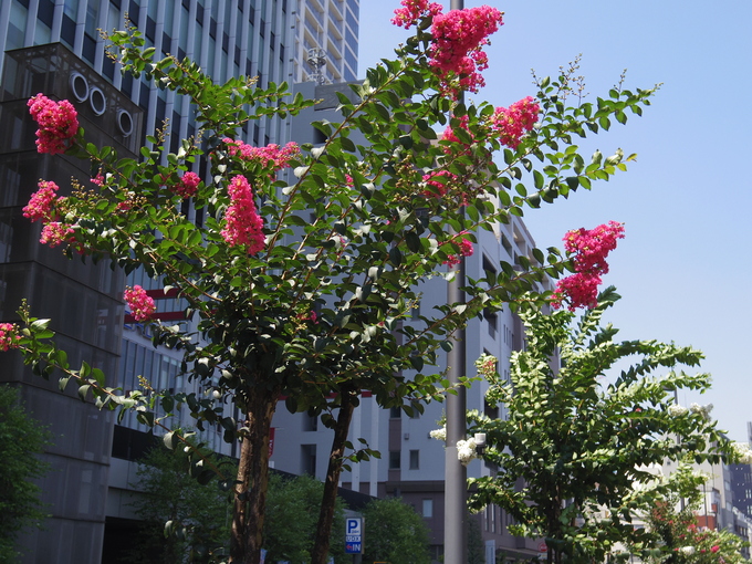 a0152078_911220.jpg