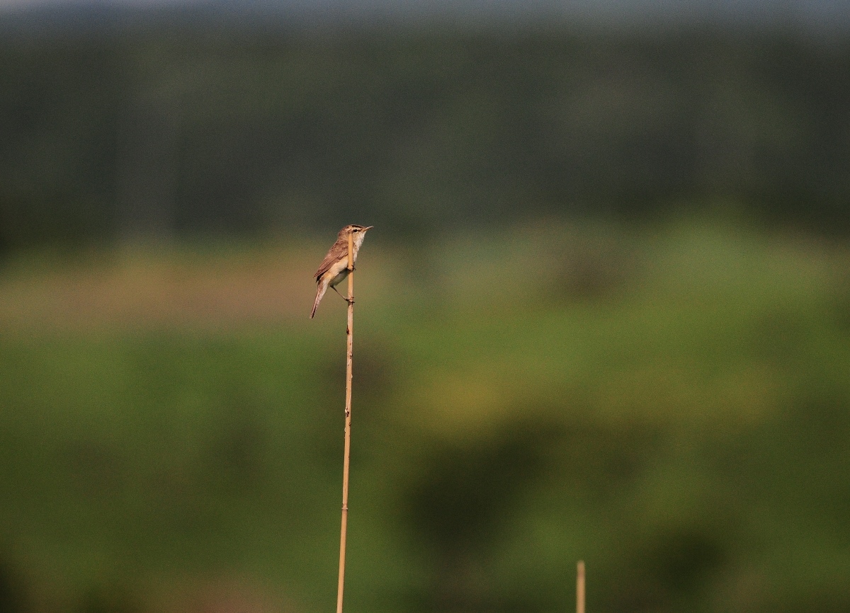 d0157380_6273536.jpg