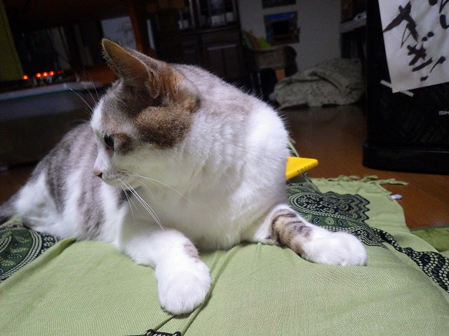 a0159490_16202619.jpg