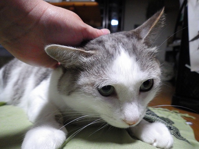 a0159490_16203349.jpg