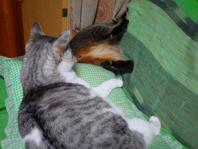 a0159490_1635397.jpg