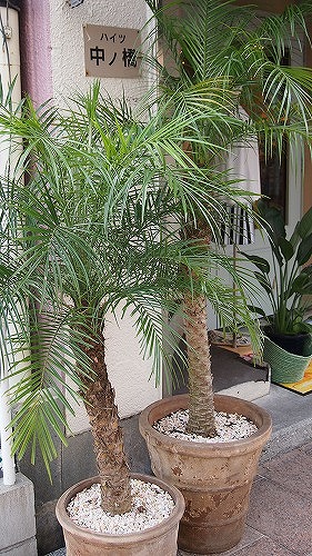 c0223091_18122562.jpg