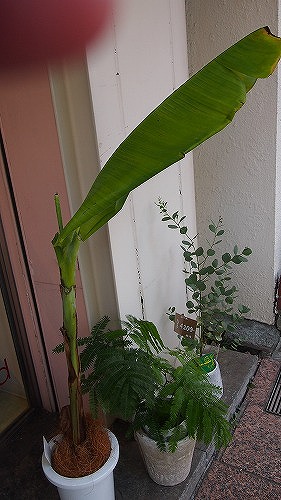 c0223091_1883176.jpg