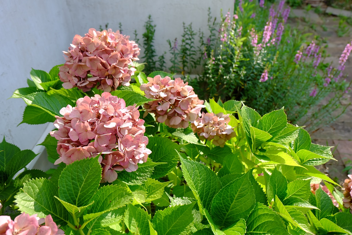 f0113108_08023.jpg