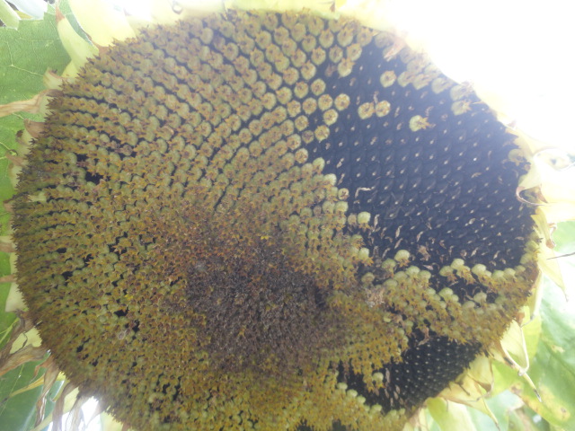 f0231709_1925460.jpg