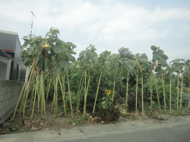 f0231709_192713.jpg