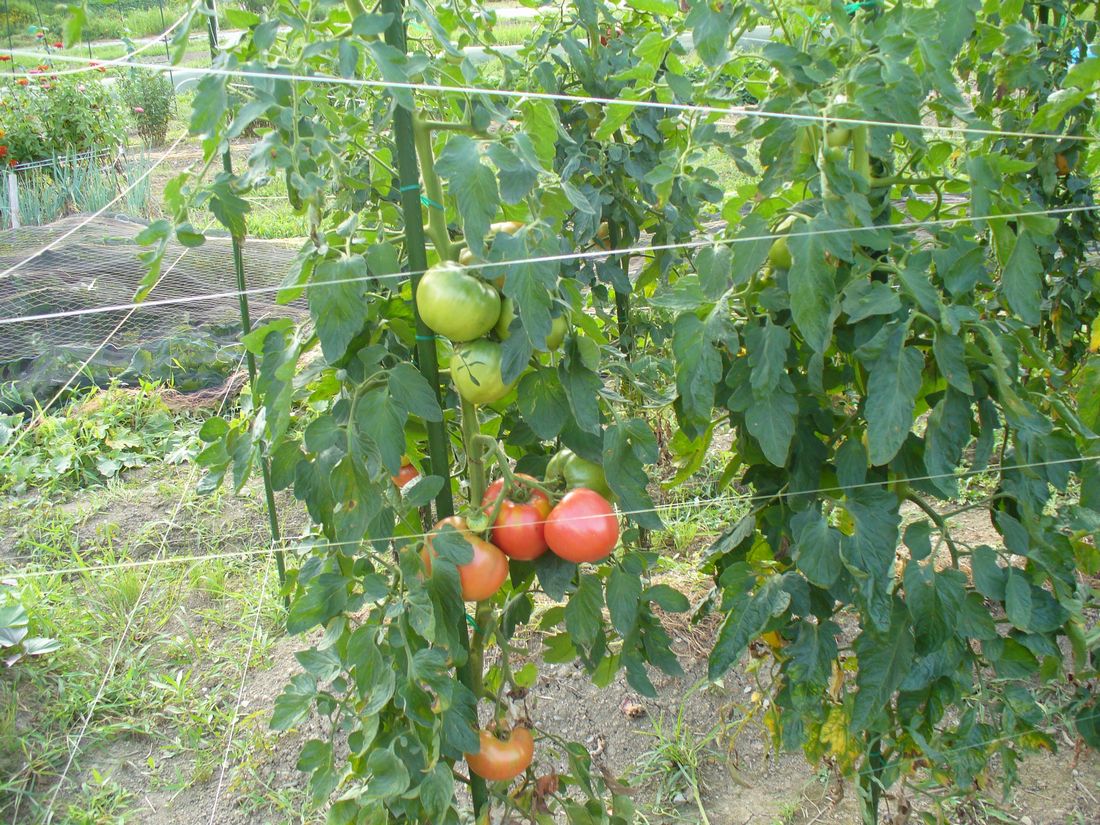 f0346527_22445016.jpg