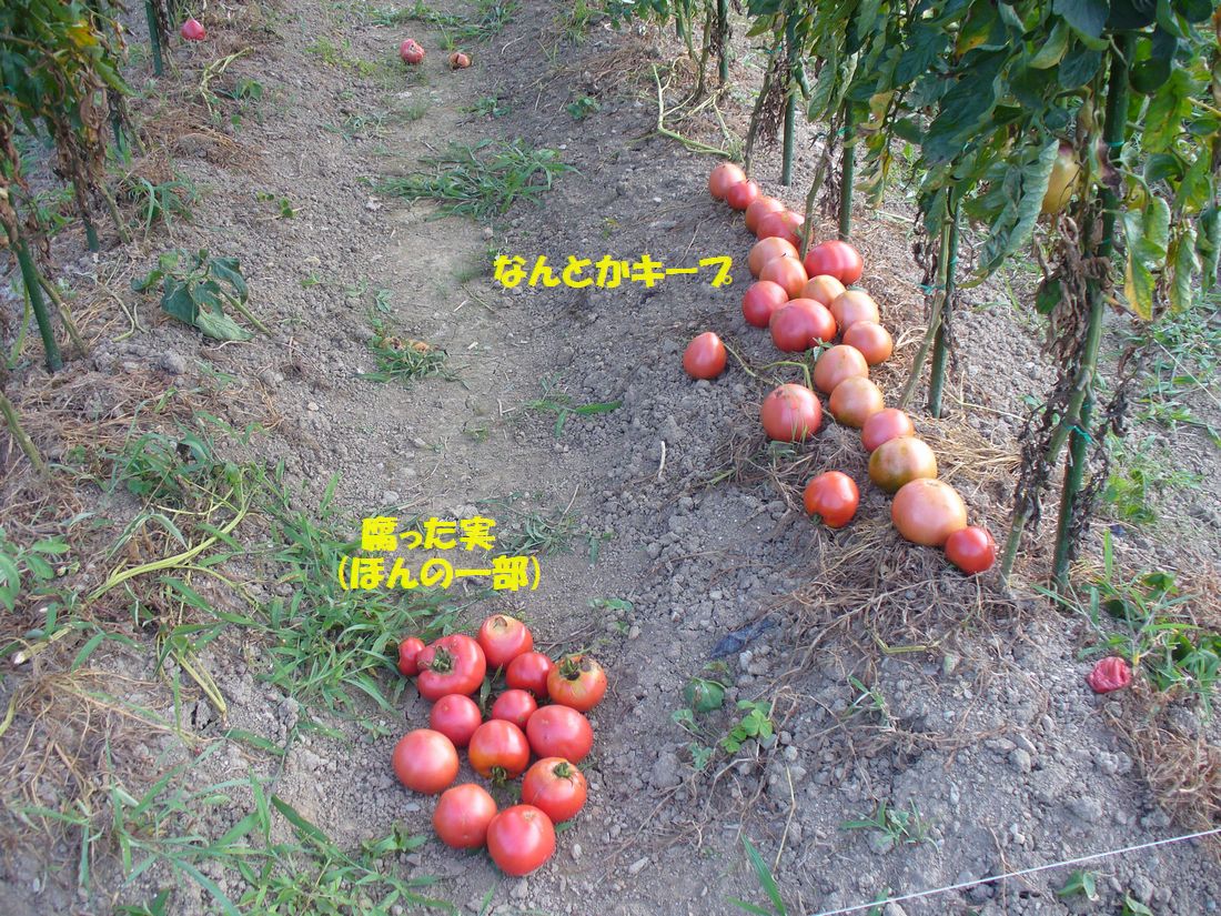 f0346527_22564722.jpg