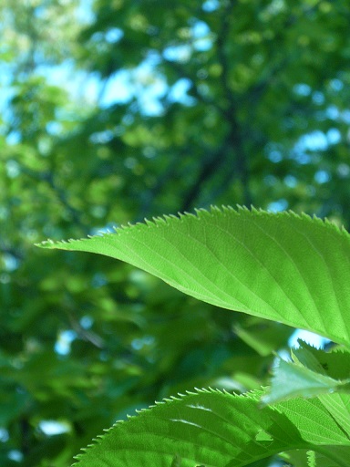a0118928_21235331.jpg
