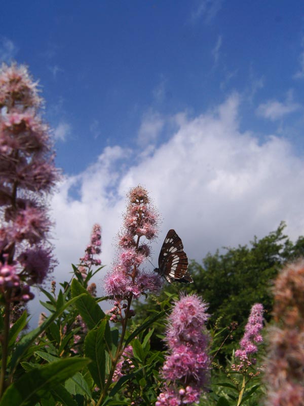 c0045352_21315521.jpg