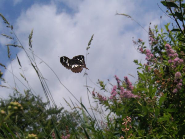 c0045352_2133875.jpg