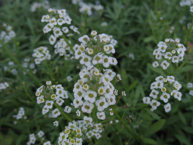 a0152078_911215.jpg