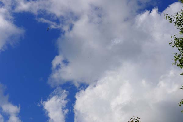 a0130586_9243160.jpg