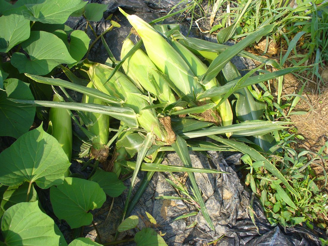 f0346527_22224888.jpg