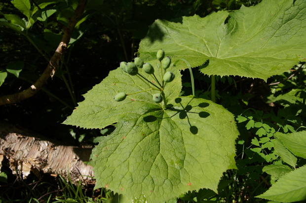 f0214649_1535330.jpg